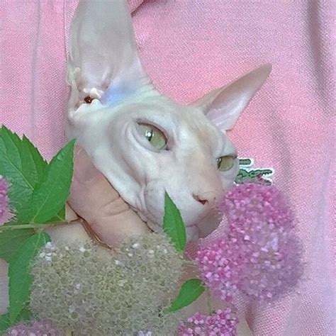Pin By Tina Stephens On Hallelujah Cat Aesthetic Sphynx Cat