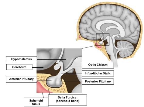The Hypothalamic Pituitary Axis Part 1 Anatomy And Physiology Wfsa