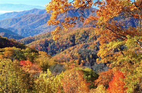 Color Me Gold Fall At The Great Smoky Mountains National Park Ecophiles