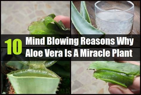 Miracle's strong & healthy nourishing & styling gel. 10 Mind Blowing Reasons Why Aloe Vera Is A Miracle Plant