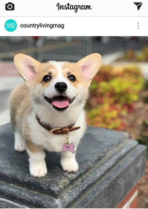 Corgi Get Your Best Corgi Clothing Exclusively At Corgiloverguru Funny