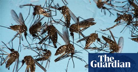 Mosquitos To Be Infected With Bacteria In Fight Against Zika Virus