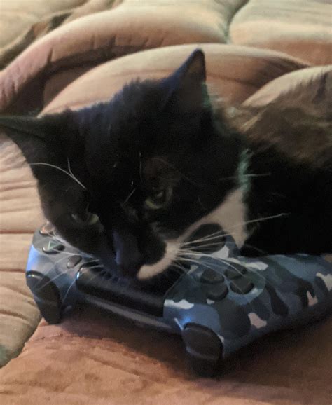 Hope You Allow My Gamer Cat Into Your Group Gamers