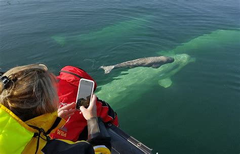 Magical Moment With Beluga Whale Calf At Seal River Heritage Lodge