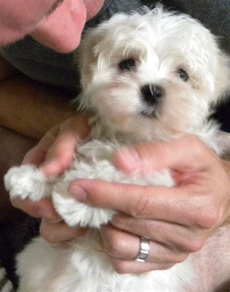 Our Little Maltese Puppy Teacup Puppies Maltese Maltese Puppy Cute Dogs
