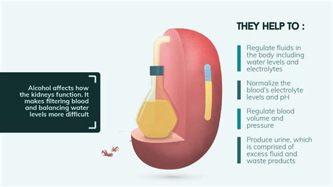 The Effects Of Alcohol On The Body Full Page Infographic