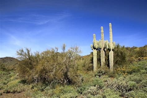 15 Best Things To Do In Cave Creek Az The Crazy Tourist