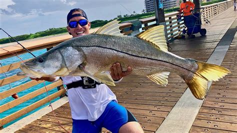 During the winter, when the water gets cold, snook reside in the inshore backwater where the during the summer, snook can frequent the beach because the water warms up. Florida Pier Produces *HUGE* Fish!!! (Juno Pier Snook ...