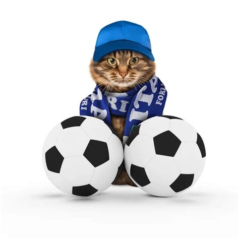 Pictures Funny Soccer Ball Funny Cat With Soccer Ball — Stock Photo