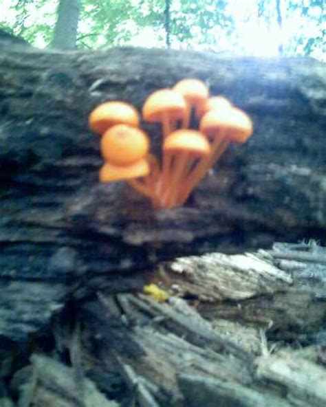 Species Identification Orange Mushroom In Ohio Mushroom Hunting And