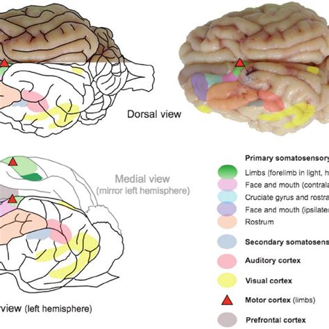 Dorsal Lateral And Medial Left Hemisphere Views Of The Brain Of A