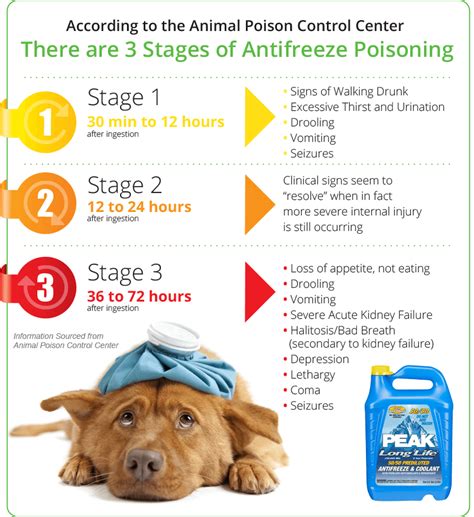 Antifreeze Poisoning Symptoms In Dogs
