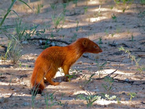 Slender Mongoose Encyclopedia Of Life