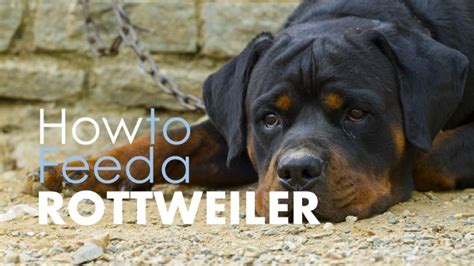 ᐉ Best 5 Dog Food For Rottweilers The Best Options 2019 Here Pup