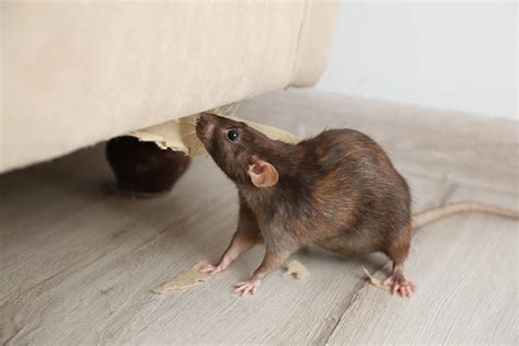 Rat Respiratory Infections Symptoms And Treatments Allans Pet Center