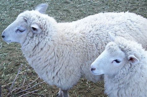 Wool Sheep