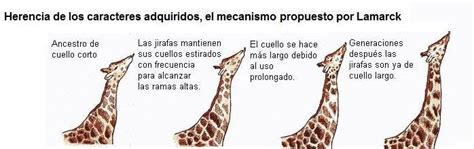 LAMARCKISMO Postulada por Lamarck afirmaba que las especies podían