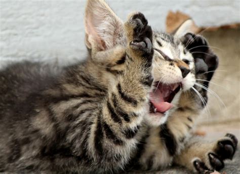 Similarly, if a cat is in pain, it. 7 Signs Your Cat Is Sick