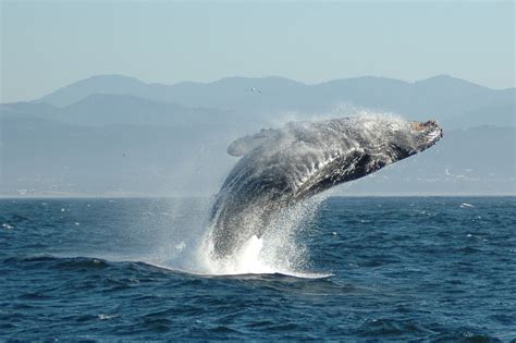 Filejumping Humpback Whale Wikipedia