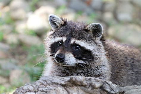 Woman Kills Rabid Raccoon With Bare Hands After Mid Trail Run Attack