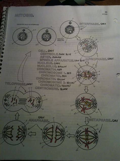 Paste the key into your notebook too! Mitosis Coloring Homework Answer Key + My PDF Collection 2021