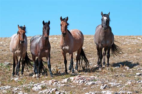 Wild Horses In North America Where You Can Still See Them Readers