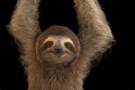 22 Relaxing Photos Of Sloths That Will Chill You The Fk Out