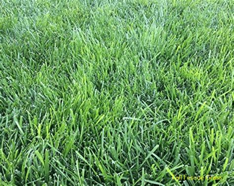 Perennial Ryegrass Vs Tall Fescue Differences Selection Guide