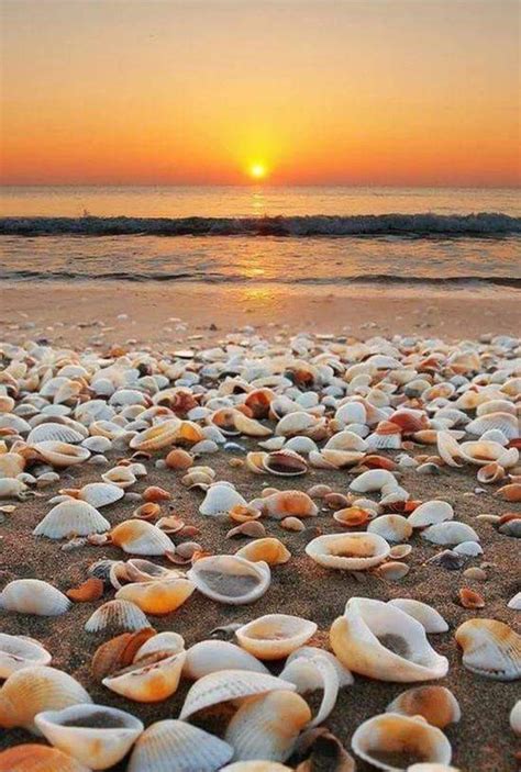 Pin By University Of Life On Seashell Beach Photography Nature Sea