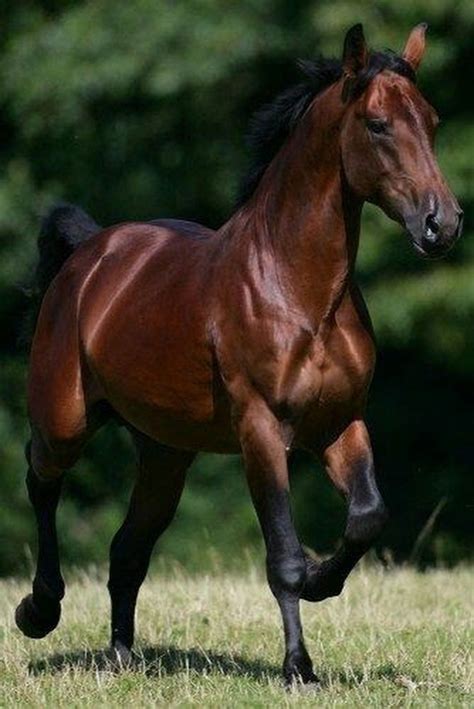 pin  marta zicho  szep lovak horses pretty horses  beautiful horses