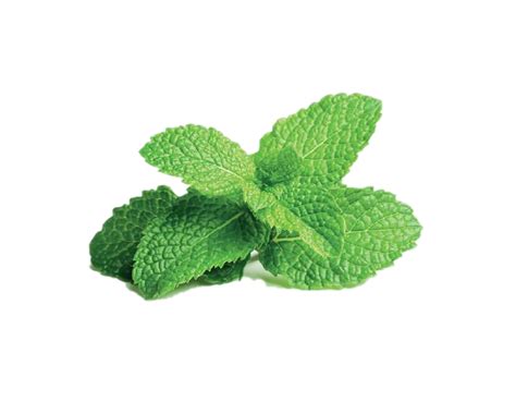 Peppermint Png Images Transparent Background Png Play