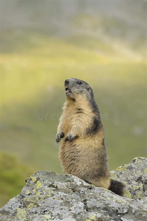 Marmot Calling Out Stock Image Image Of Cute Marmot 32269479