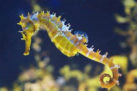 ⊛ Caballito De Mar Hippocampus Guía De Cuidados En Acuario