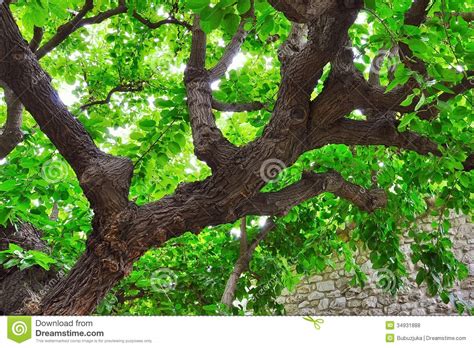 Check spelling or type a new query. Green Tree Royalty Free Stock Photos - Image: 34931888