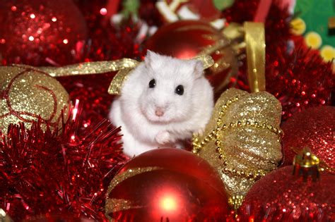 Cute Hamster Christmas Wallpapers Wallpaper Cave