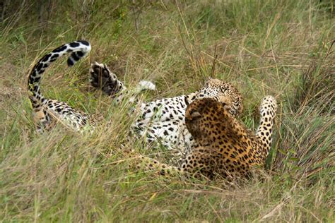 The Week In Pictures 39 Londolozi Blog