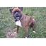 Stud Dog  Pure Breed Boxer With Papers Your