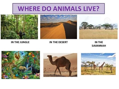 Where Do Animals Live