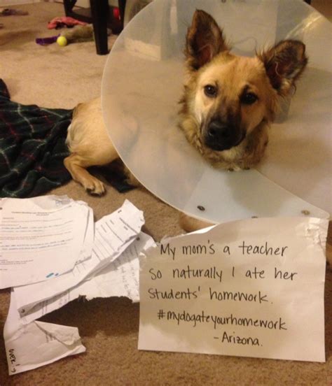 My Dog Ate Your Homework Dogshaming