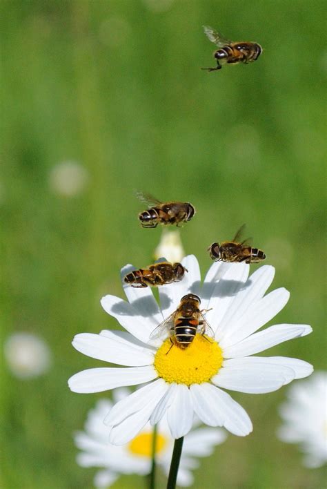 The uk's native bee species have evolved alongside domestic wildflowers for thousands of years. The Travels of Nancy Chalmers -- LOVE MONTANA: IN SEARCH ...