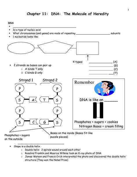 Dna replication and transcription worksheet. 12 Best Images of DNA The Molecule Of Heredity Worksheet ...