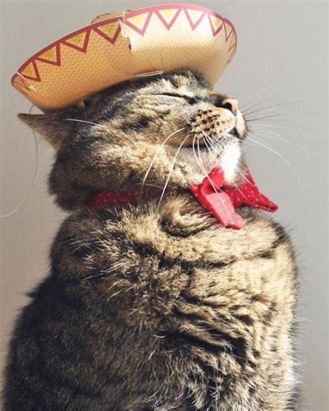 Your Kitten Will Be Ready To Party In This Sombrero Cat Halloween