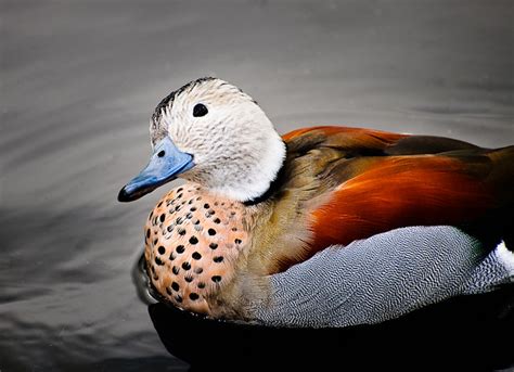 Ringed Teal Duck Callonetta Leucophrys Flickr Photo Sharing
