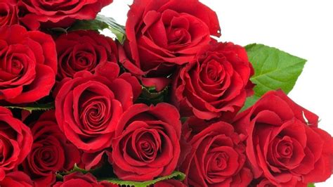 Red Rose Wallpapers Red Flowers Hd Pictures One Hd Wallpaper