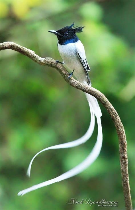 1000 Images About Flitting Flycatchers On Pinterest Madagascar