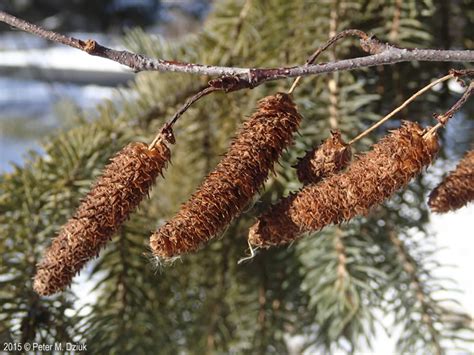 Betula Papyrifera Paper Birch Minnesota Wildflowers