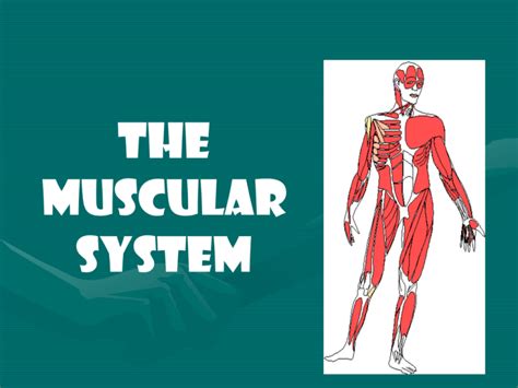 Muscular System Pp