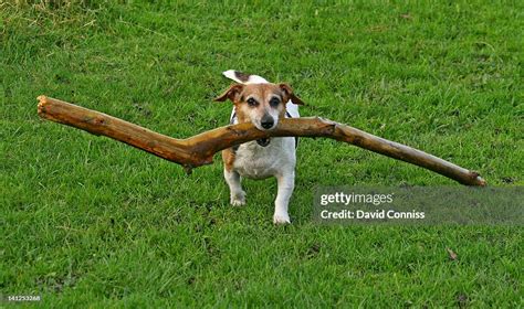 Small Dog Carrying Large Stick In His Mouth High Res Stock Photo