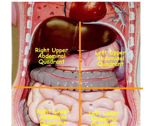Abdominal Quadrants Labeled Abdominal Cavity Just The Kidneys Left