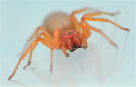 Woodlouse Hunter Spider Dysdera Crocata Bugguidenet